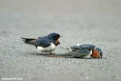 Φωτογραφίες συμπεριφοράς ζεύγους πουλιών, οι οποίες προκαλούν μεγάλη συγκίνηση! - Φωτογραφία 7
