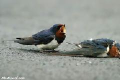 Φωτογραφίες συμπεριφοράς ζεύγους πουλιών, οι οποίες προκαλούν μεγάλη συγκίνηση!