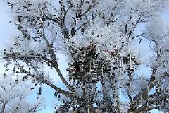 To δέντρο των παπουτσίων !! Κάντε μια ευχή..!