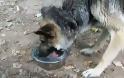 BINTEO: Πόση ώρα πίνει νερό αλυσοδεμένο σκυλί μετά την απελευθέρωση του;