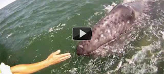 Στενές επαφές με μια φάλαινα και το μωρό της (Video) - Φωτογραφία 1