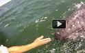 Στενές επαφές με μια φάλαινα και το μωρό της (Video)