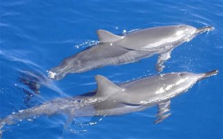 Σε κίνδυνο τα μικρότερα δελφίνια του κόσμου - Φωτογραφία 1