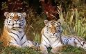 Τίγρεις Σιβηρίας σε ζωολογικό κήπο της Πάφου