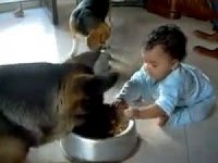 BINTEO: Διαφωνία μπέμπη – σκύλου για το κεσεδάκι του φαγητού - Φωτογραφία 1