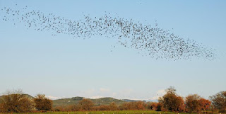 Ξηρόμερο: Μεγάλα κοπάδια από πουλιά… - Φωτογραφία 1