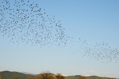Ξηρόμερο: Μεγάλα κοπάδια από πουλιά… - Φωτογραφία 2