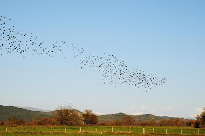 Ξηρόμερο: Μεγάλα κοπάδια από πουλιά… - Φωτογραφία 4