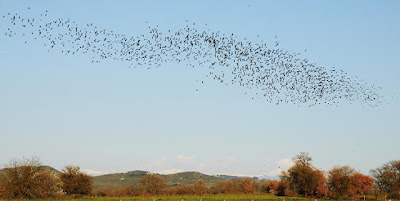 Ξηρόμερο: Μεγάλα κοπάδια από πουλιά… - Φωτογραφία 5