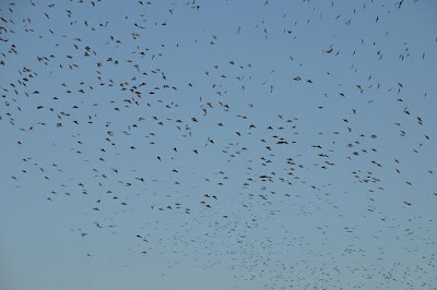 Ξηρόμερο: Μεγάλα κοπάδια από πουλιά… - Φωτογραφία 6