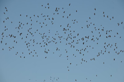 Ξηρόμερο: Μεγάλα κοπάδια από πουλιά… - Φωτογραφία 8