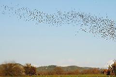 Ξηρόμερο: Μεγάλα κοπάδια από πουλιά…