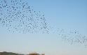 Ξηρόμερο: Μεγάλα κοπάδια από πουλιά… - Φωτογραφία 2