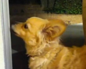 VIDEO: Σκύλος θέλει βόλτα και το ζητά λίγο... περίεργα! - Φωτογραφία 1