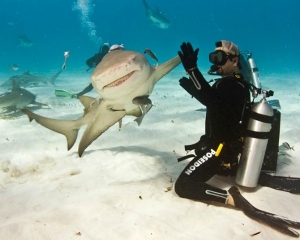 Δύτης κάνει high - five με καρχαρία! - Φωτογραφία 1