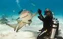 Δύτης κάνει high - five με καρχαρία!