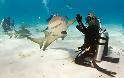 Δύτης κάνει high - five με καρχαρία! - Φωτογραφία 2
