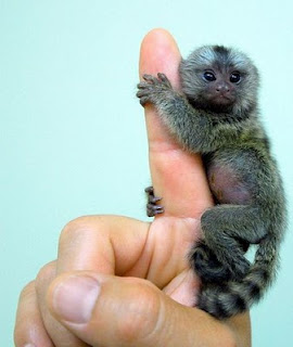 Finger Monkeys: οι...δαχτυλομαιμούδες!!! (PHOTOS) - Φωτογραφία 1
