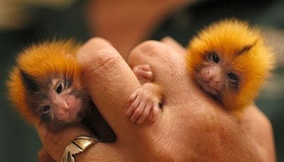 Finger Monkeys: οι...δαχτυλομαιμούδες!!! (PHOTOS) - Φωτογραφία 10