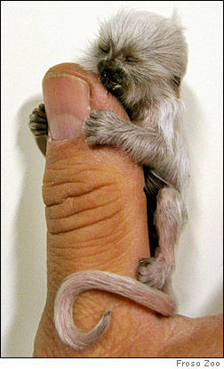Finger Monkeys: οι...δαχτυλομαιμούδες!!! (PHOTOS) - Φωτογραφία 12
