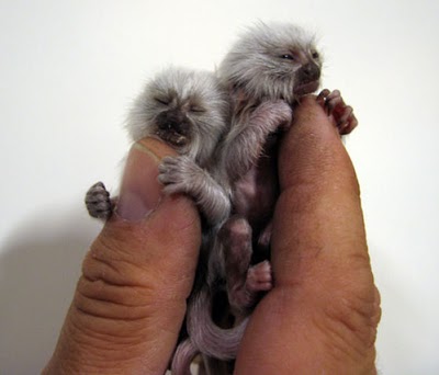 Finger Monkeys: οι...δαχτυλομαιμούδες!!! (PHOTOS) - Φωτογραφία 13