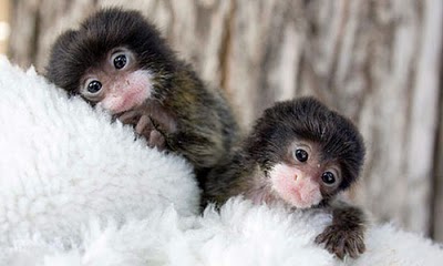 Finger Monkeys: οι...δαχτυλομαιμούδες!!! (PHOTOS) - Φωτογραφία 14
