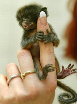 Finger Monkeys: οι...δαχτυλομαιμούδες!!! (PHOTOS) - Φωτογραφία 2