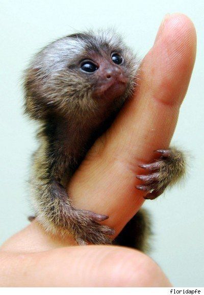 Finger Monkeys: οι...δαχτυλομαιμούδες!!! (PHOTOS) - Φωτογραφία 3