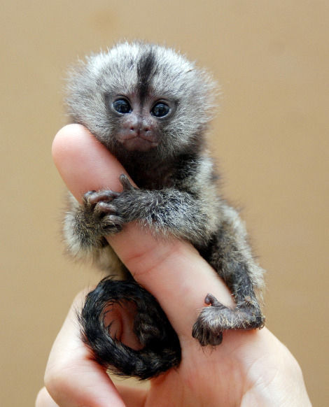 Finger Monkeys: οι...δαχτυλομαιμούδες!!! (PHOTOS) - Φωτογραφία 4