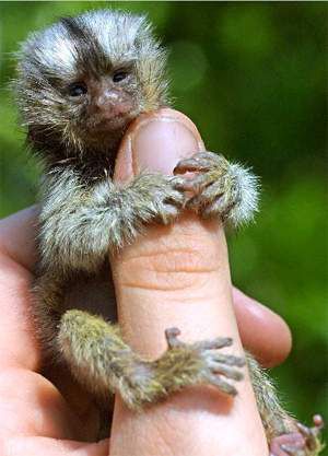 Finger Monkeys: οι...δαχτυλομαιμούδες!!! (PHOTOS) - Φωτογραφία 6