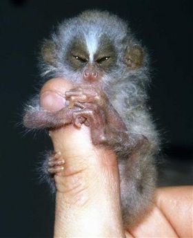 Finger Monkeys: οι...δαχτυλομαιμούδες!!! (PHOTOS) - Φωτογραφία 7