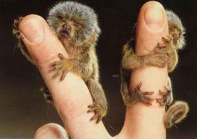Finger Monkeys: οι...δαχτυλομαιμούδες!!! (PHOTOS) - Φωτογραφία 8
