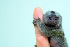 Finger Monkeys: οι...δαχτυλομαιμούδες!!! (PHOTOS)