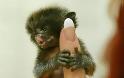 Finger Monkeys: οι...δαχτυλομαιμούδες!!! (PHOTOS) - Φωτογραφία 2