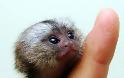 Finger Monkeys: οι...δαχτυλομαιμούδες!!! (PHOTOS) - Φωτογραφία 3