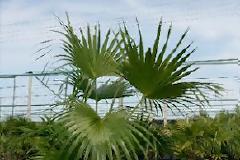 Αγαπάτε τα φυτά, αλλά δεν έχετε γλάστρα; .. σκασίλα σας