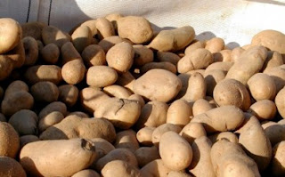 Το κίνημα της πατάτας στη Λιβαδειά - Φωτογραφία 1