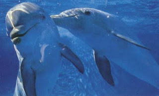 Εξαφανίζονται τα μικρότερα δελφίνια του κόσμου - Φωτογραφία 1
