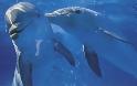 Εξαφανίζονται τα μικρότερα δελφίνια του κόσμου