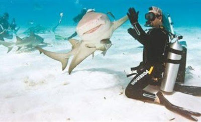 Χειραψία με καρχαρία - Φωτογραφία 1