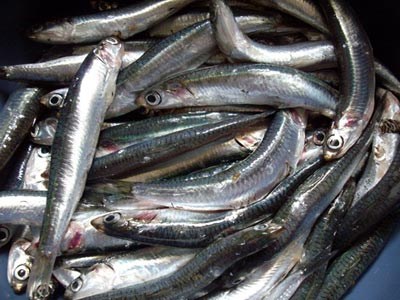 ΗΡΑΚΛΕΙΟ: Ιχθυοπώλης δώρισε 1.000 κιλά ψάρια - Φωτογραφία 1