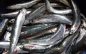 ΗΡΑΚΛΕΙΟ: Ιχθυοπώλης δώρισε 1.000 κιλά ψάρια