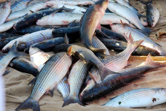Ψαράς χάρισε 1 τόνο ψάρια στους συμπολίτες του! - Φωτογραφία 1