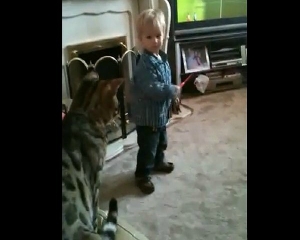 VIDEO: Γάτα νίντζα βγάζει νοκ-άουτ έναν πιτσιρίκο! - Φωτογραφία 1