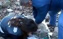 VIDEO: Διασώστρια δίνει το φιλί της ζωής σε τραυματισμένο λύκο!