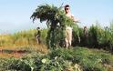 Συνελήφθη 60χρονος που καλλιεργούσε δενδρύλλια χασίς