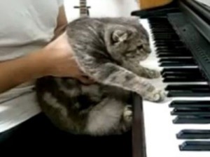 VIDEO: H μετεμψύχωση του Μπετόβεν είναι… γάτα! - Φωτογραφία 1