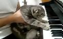 VIDEO: H μετεμψύχωση του Μπετόβεν είναι… γάτα!