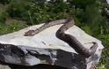 Νεκρή Γαλλίδα από δάγκωμα οχιάς στην Πάτμο…