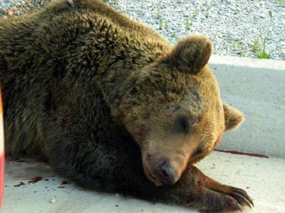Νέο δυστύχημα με νεκρή αρκούδα στην Εγνατία - Φωτογραφία 1